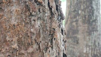 velho árvore tronco textura foto