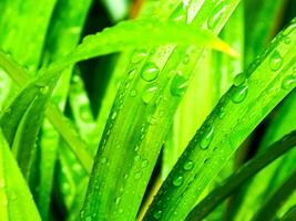 água gotas em verde Pandan folhas depois de chuva foto