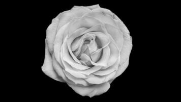 rosa em preto e branco foto