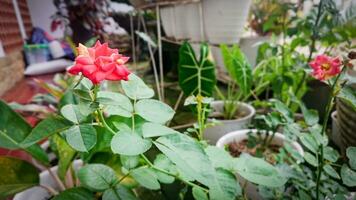 vermelho rosas crescer dentro a jardim dentro frente do a casa foto