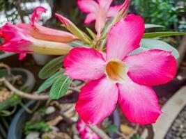 fechar acima foto do Rosa frangipani flores dentro a jardim