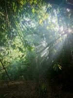 bambu floresta com luz solar a partir de entre a galhos foto