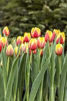 tulipas amarelo-avermelhadas em um canteiro de flores no jardim