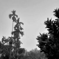 nebuloso panorama sobe a partir de betel árvores, a vista para cima cinzento céu, com natureza Preto e branco fundo conceito. foto
