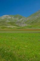 castelluccio di norcia e sua natureza florida foto