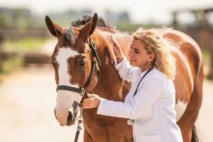 sorridente veterinario leva a pintura cavalo para uma verificar, sorridente e tapinhas isto em a pescoço foto