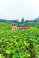 uma grupo do chá jardim agricultores estão marcha no meio a verde chá folhas foto