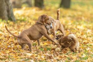 uma furioso encontro do três cachorros durante uma andar dentro natureza foto