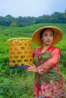 uma chá folha agricultor posando com uma bambu cesta dentro dele mãos cedo foto