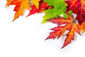 isolado outono conceito do folhas colori de natural sazonal mudança a partir de verão para outono foto