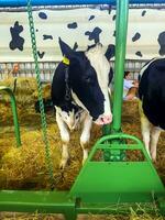 nitra, Eslováquia -19/08/2023 vacas fechar-se às a exibição dentro a agrouniversidade dentro a cidade do nitra dentro Eslováquia. foto