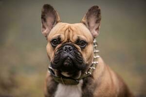 detalhe do bege francês buldogue com Preto nariz olhando para a Câmera foto