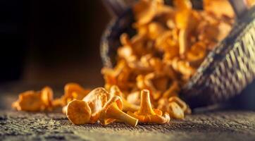 cru chanterelles cogumelo em madeira espalhados a partir de uma de madeira vime cesta foto