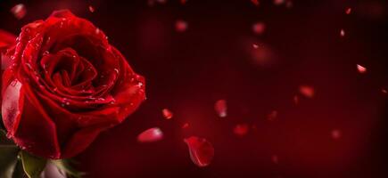 vermelho rosas. ramalhete do vermelho rosas. dia dos namorados dia, Casamento dia fundo. dia dos namorados e Casamento fronteira. águas gotas em rosas pétalas. foto