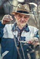 uma aposentado agricultor ameixas a galhos do uma fruta árvore dentro a jardim foto