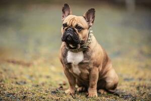 obedecendo francês buldogue sentado ao ar livre aguardando ordens foto