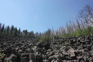 vista imponente de árvores carbonizadas que recuperam a floresta nacional de gila após um incêndio foto