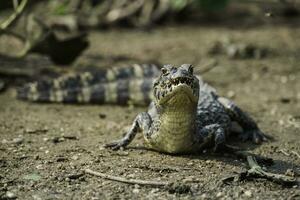 amplo focinho jacaré, jacaré latirostris bebê, pantanal, mato grosso, brasil. foto