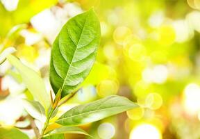 uma frondoso plantar com brilhante luz solar foto