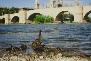 patos família dentro Zaragoza foto