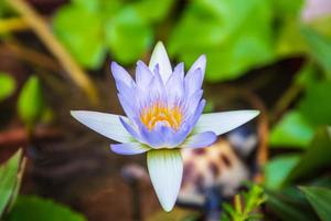 bela flor roxa de nenúfar ou flor de lótus na lagoa. foto