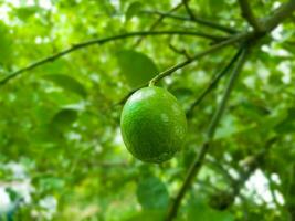 a verde Lima fruta em a árvore tem uma lindo verde esfera. foto