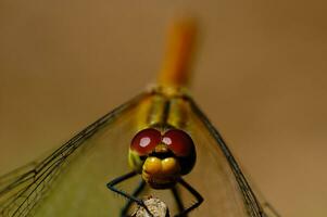 libélula em uma ramo dentro fechar-se em uma bege suave fundo foto
