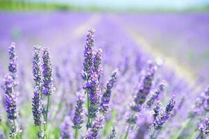 lavanda, flores, campo imagem foto