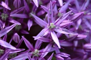 anel de alho ornamental close up foto