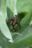 botão de flor perene de verão verde foto