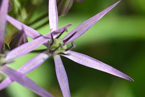 flor de alho ornamental close up foto