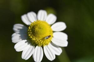 uma flor de camomila foto