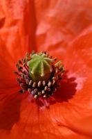 flor de papoula vermelha de perto foto