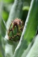 botão variegado entre folhas verdes foto