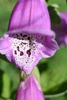 flor perene de perto foto