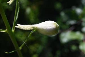 botão de flor de parque perene branco foto