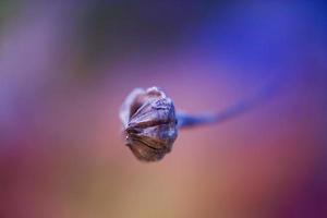 planta de flor seca no outono foto