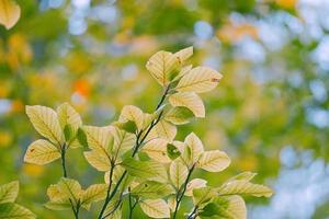 folhas verdes da árvore na natureza na primavera foto