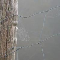 teia de aranha na cerca de arame farpado na natureza foto