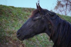 lindo retrato de cavalo preto no prado foto