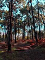 árvores na floresta na natureza na temporada de outono foto