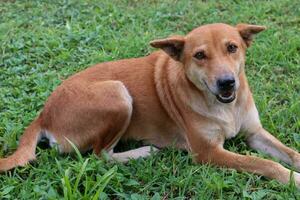 tailandês cachorro em verde Relva dentro a público parque, tailândia. foto