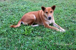 tailandês cachorro em verde Relva dentro a público parque, tailândia. foto