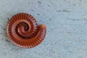 uma vermelho milípede enrolado acima em a cimento chão. foto