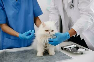 fêmea veterinário médico usando estetoscópio para fofa gatinho e limpar \ limpo animal orelhas dentro animal hospital ou foto