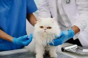 fêmea veterinário médico usando estetoscópio para fofa gatinho e limpar \ limpo animal orelhas dentro animal hospital ou foto