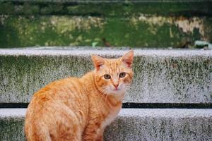 lindo retrato de gato de rua marrom na rua foto