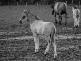 cavalos selvagens na Vestfália foto