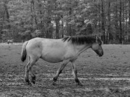 cavalos selvagens na alemanha foto