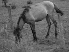 selvagem cavalos dentro a alemão Westfália foto